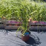 Kortadéria Pampová (Cortaderia selloana) ´ROSEA PLUM´ - výška 20-30 cm, kont. C1L